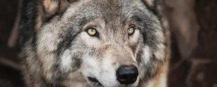 Un lobo Un lobo