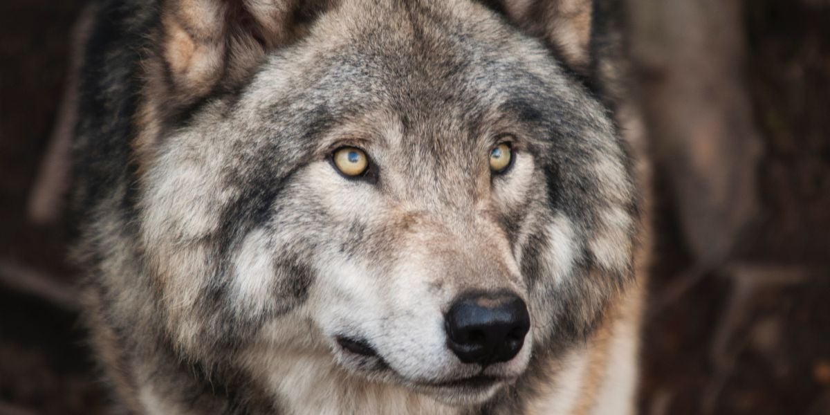 Un lobo
