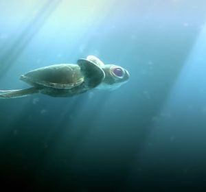 'Lemon', el corto sobre la contaminación en el mar 'Lemon', el corto sobre la contaminación en el mar
