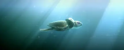 'Lemon', el corto sobre la contaminación en el mar 'Lemon', el corto sobre la contaminación en el mar