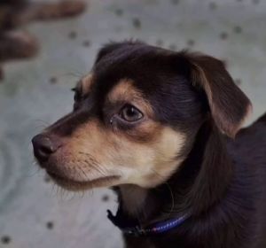 Perro Perro