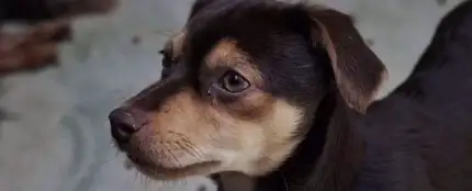 Perro Perro