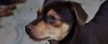 Perro Perro