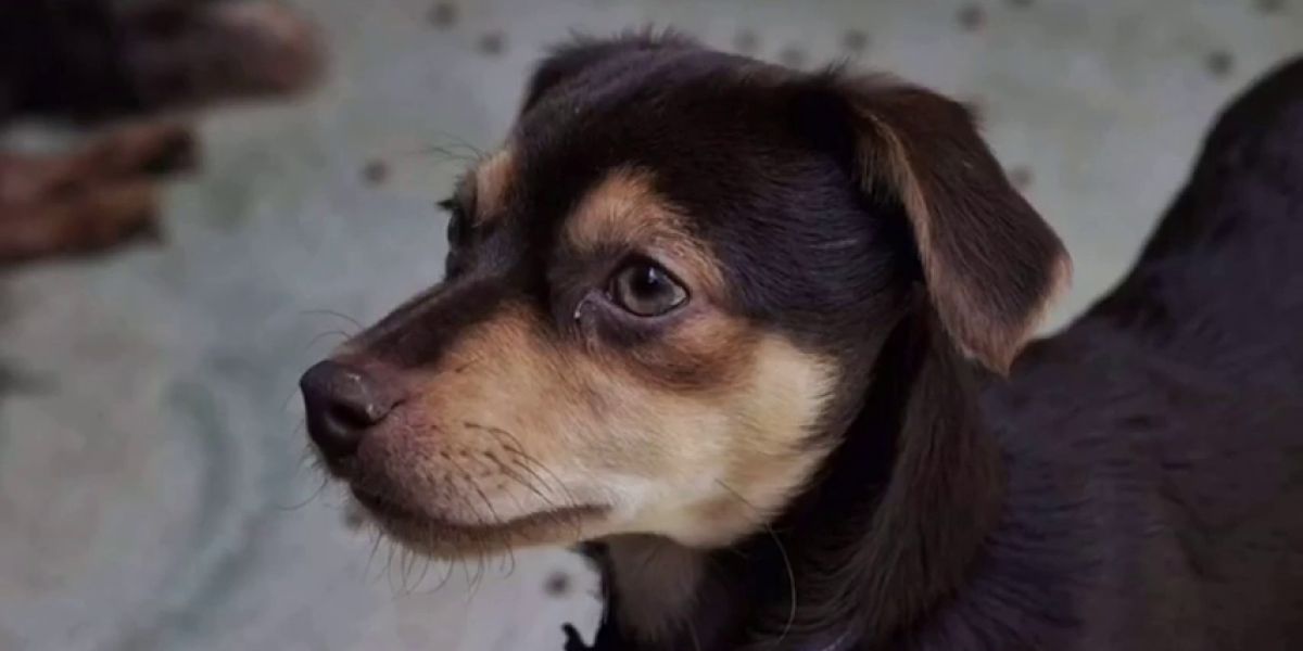 Perro