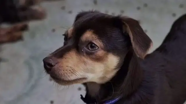 Perro
