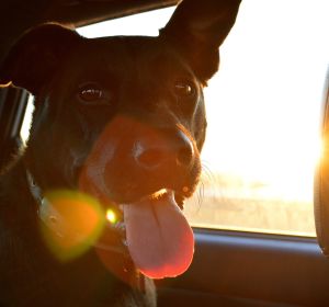 Perro en el interior de un coche Perro en el interior de un coche