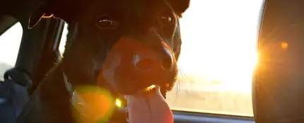 Perro en el interior de un coche Perro en el interior de un coche