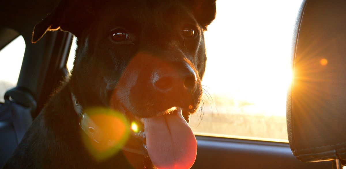 Perro en el interior de un coche