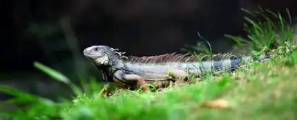 Muere un hombre tras comer un lagarto en Australia Muere un hombre tras comer un lagarto en Australia