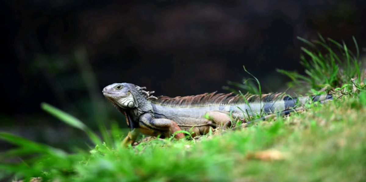 Muere un hombre tras comer un lagarto en Australia