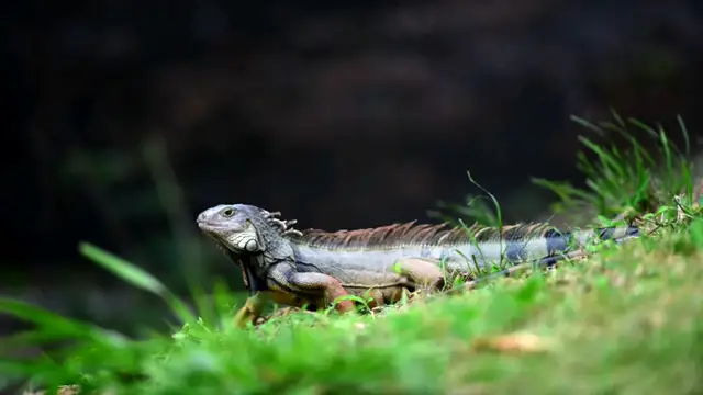 Muere un hombre tras comer un lagarto en Australia
