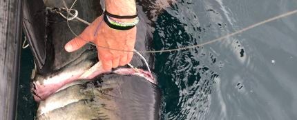 Rescatan a un tiburón con profundos cortes tras llevar durante &quot;años&quot; una cinta de plástico enrollada en el cuerpo