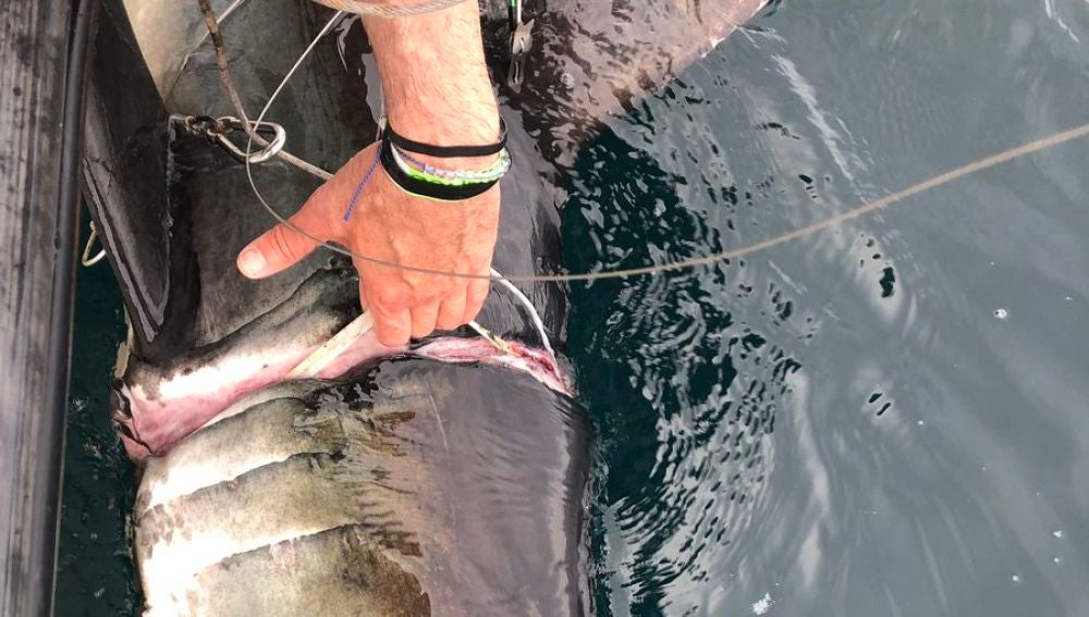 Rescatan a un tiburón con profundos cortes tras llevar durante "años" una cinta de plástico enrollada en el cuerpo