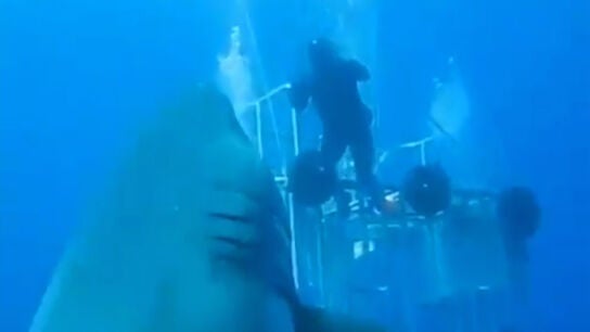 El tibur&oacute;n blanco m&aacute;s grande del mundo