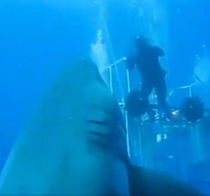 El tiburón blanco más grande del mundo El tiburón blanco más grande del mundo