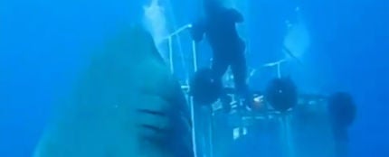 El tiburón blanco más grande del mundo