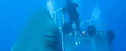 El tiburón blanco más grande del mundo El tiburón blanco más grande del mundo