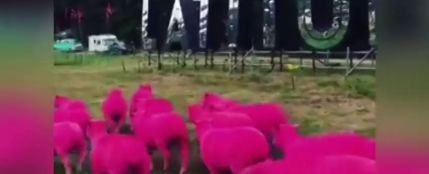 ovejas teñidas de rosa