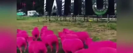 ovejas teñidas de rosa ovejas teñidas de rosa