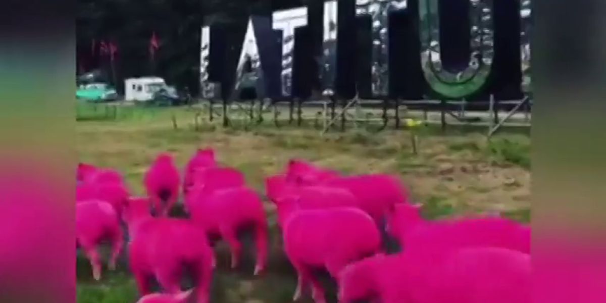 ovejas teñidas de rosa