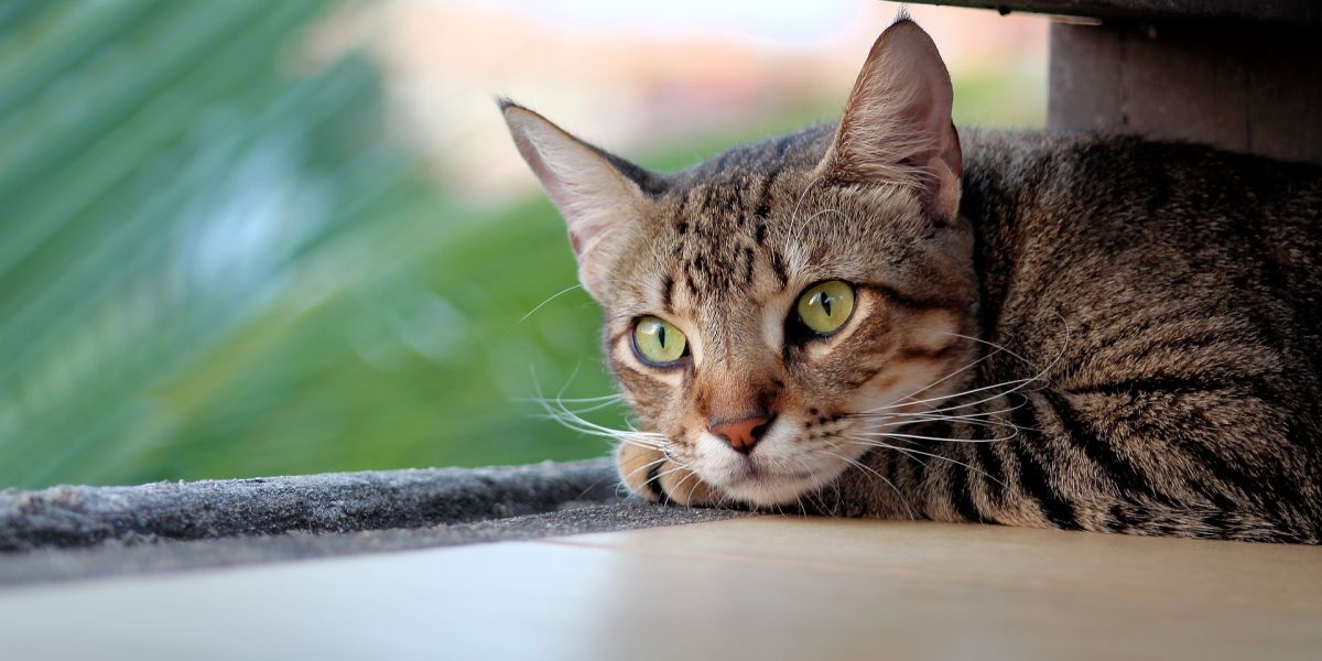 Gato