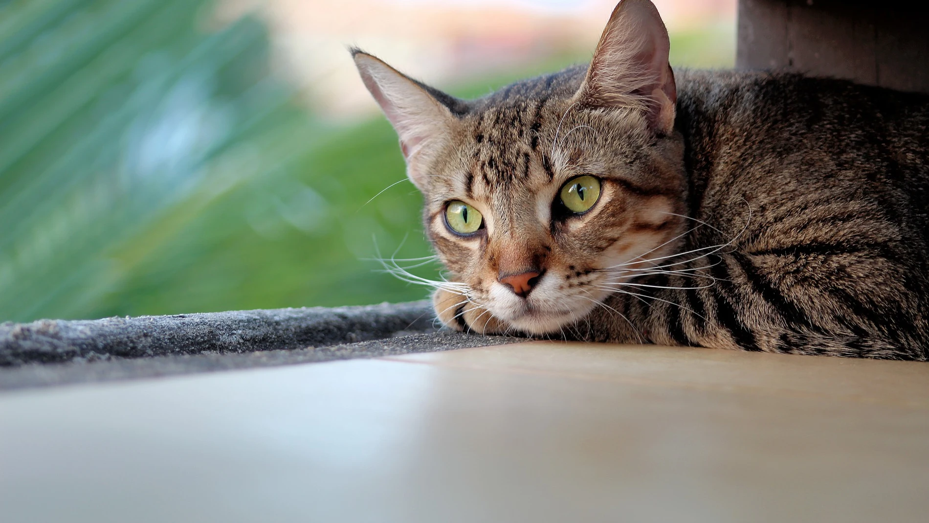 Gato Gato