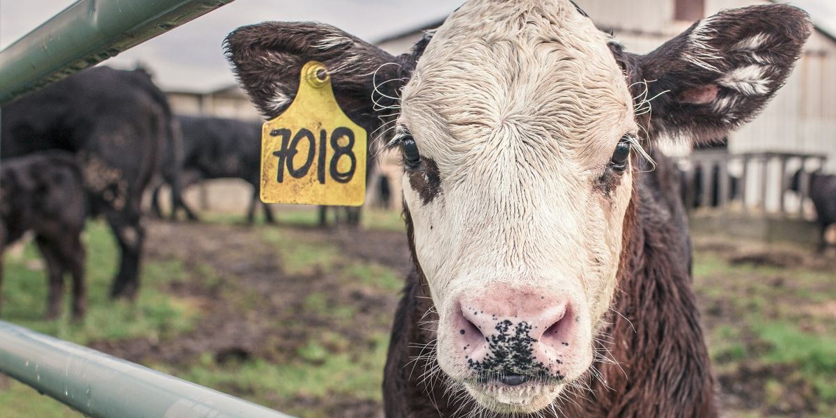 La ONU pide reducir el consumo de carne para frenar el cambio climatico