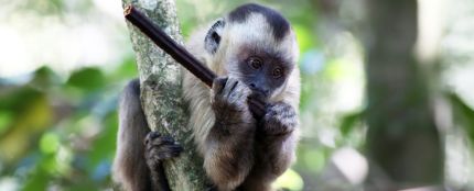 Imagen ilustrativa de un mono capuchino