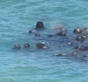 Una cría de delfín herida lucha por reunirse con su manada tras ser capturada por las redes de un pescador Una cría de delfín herida lucha por reunirse con su manada tras ser capturada por las redes de un pescador