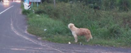 Un perro se reúne con sus dueños tras esperarles durante cuatro años al borde de una carretera