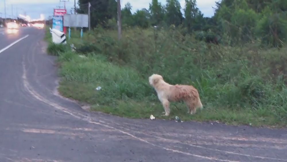 Un perro se reúne con sus dueños tras esperarles durante cuatro años al borde de una carretera
