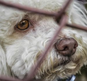 perros abandonados Ávila perros abandonados Ávila