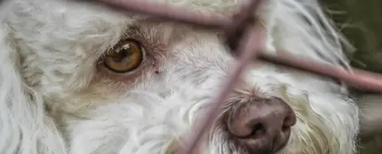 Imagen de un perro abandonado Imagen de un perro abandonado