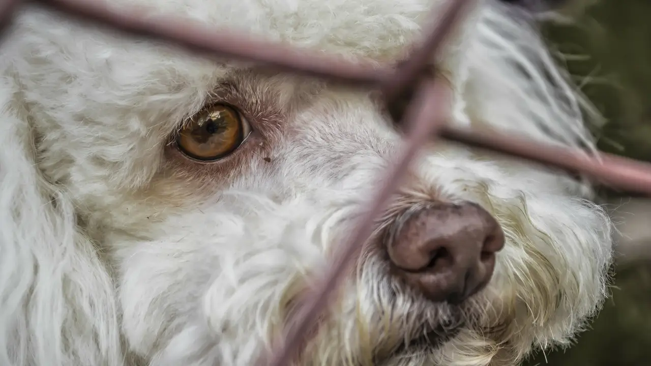 perros abandonados Ávila perros abandonados Ávila