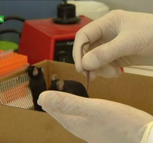 Científicos españoles identifican una posible terapia para retrasar la aparición del Alzheimer Científicos españoles identifican una posible terapia para retrasar la aparición del Alzheimer