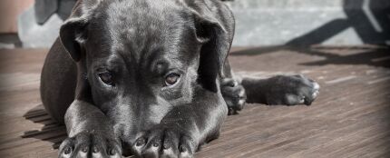 Consejos para mantener los suelos limpios y sin huellas si tienes perro