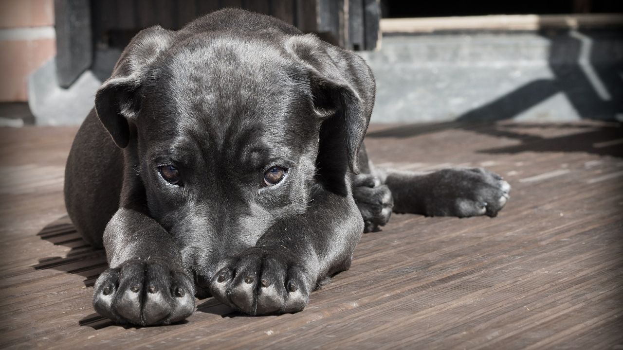 Consejos para mantener los suelos limpios y sin huellas si tienes perro Consejos para mantener los suelos limpios y sin huellas si tienes perro