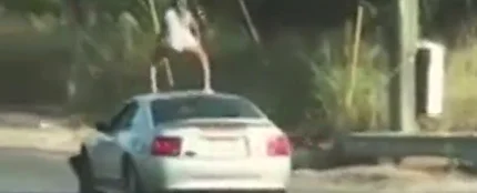 Detenida una joven por "distraer a los conductores" al hacer 'twerking' sobre el techo de un Mustang en marcha Detenida una joven por "distraer a los conductores" al hacer 'twerking' sobre el techo de un Mustang en marcha