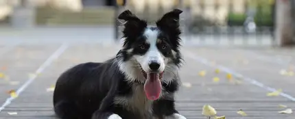 Border collie Border collie