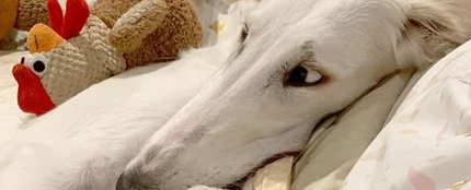 El perro con el hocico más grande del mundo revoluciona Instagram El perro con el hocico más grande del mundo revoluciona Instagram