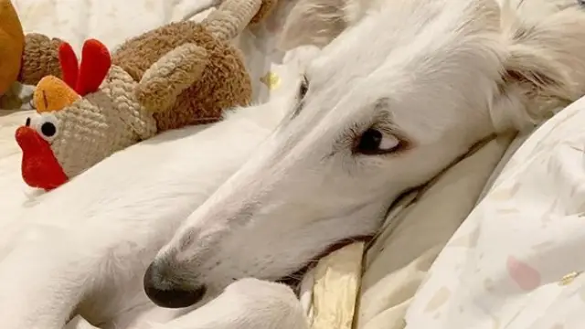 El perro con el hocico más grande del mundo revoluciona Instagram