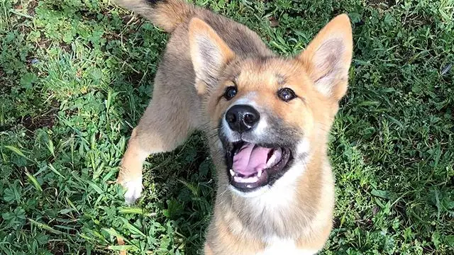 Wandi en la reserva de dingos