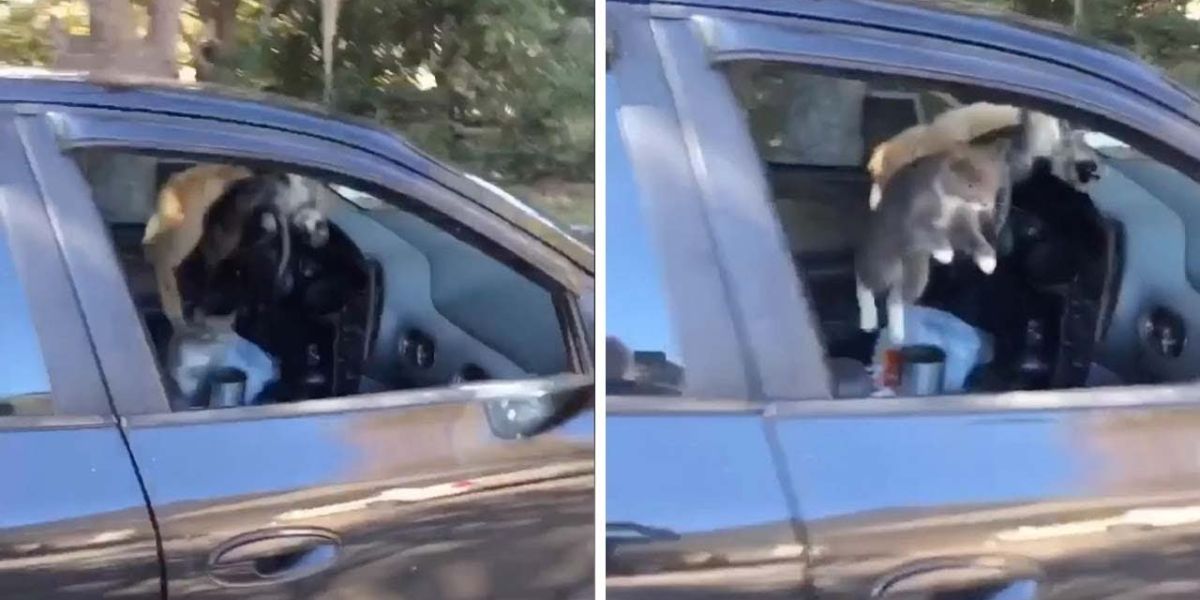 Gatos corriendo dentro de un coche