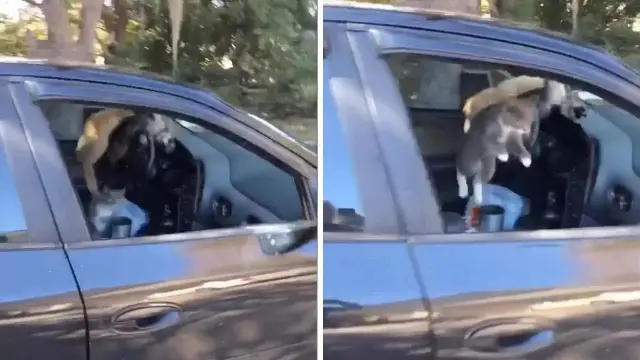 Gatos corriendo dentro de un coche