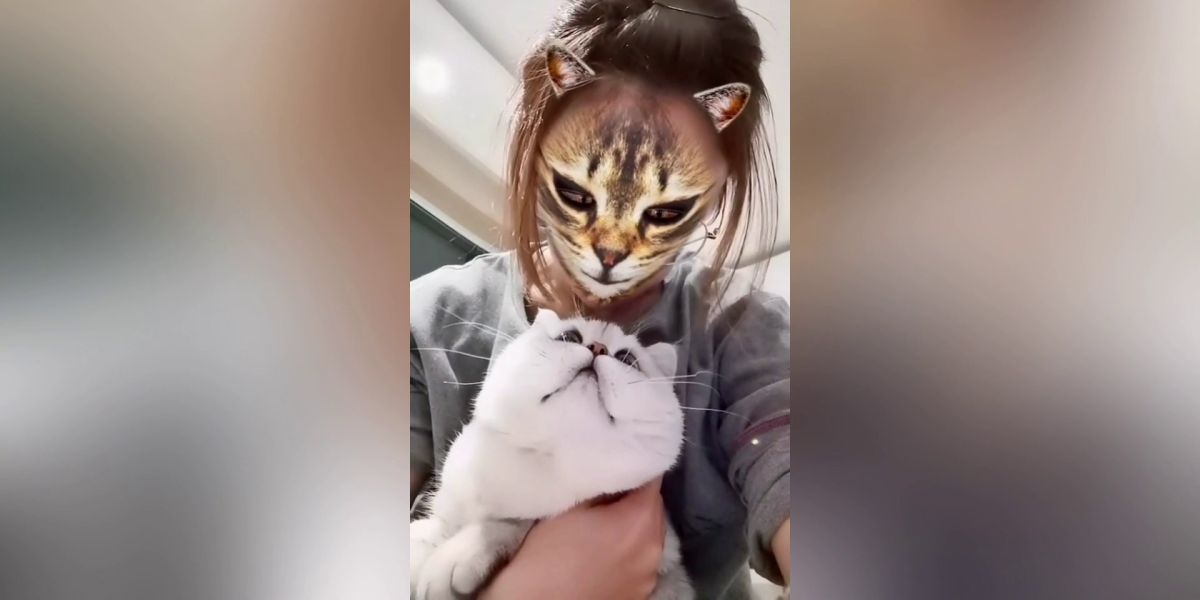 VÍDEO: Estos gatos flipan con el filtro que convierte a sus amos en felinos