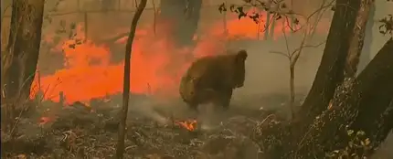 El estremecedor rescate a un koala quemado en los incendios de Australia El estremecedor rescate a un koala quemado en los incendios de Australia
