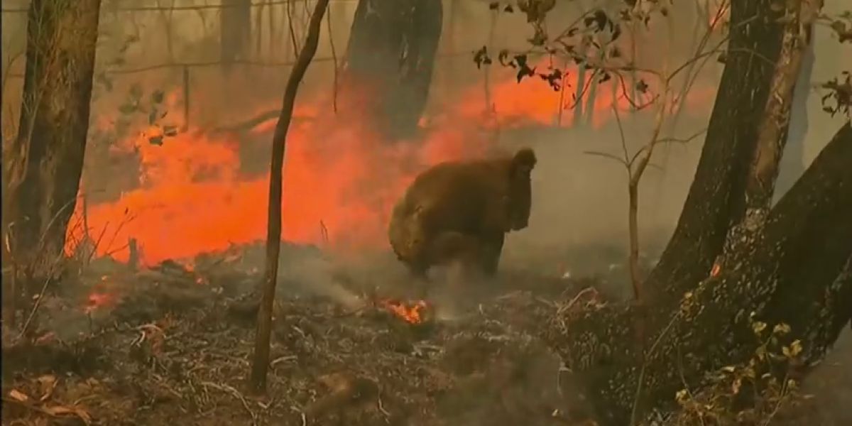 El estremecedor rescate a un koala quemado en los incendios de Australia