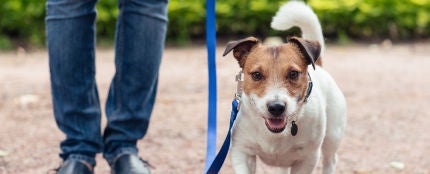 Una persona paseando a su perro