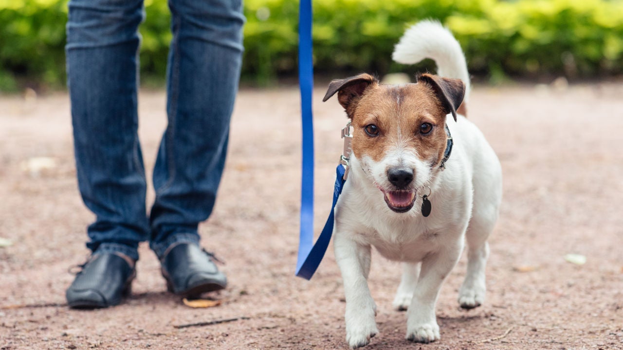Una persona paseando a su perro Una persona paseando a su perro