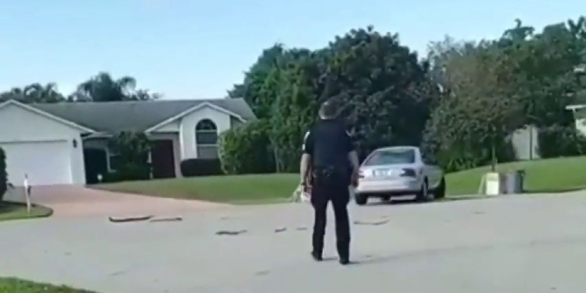 REEMPLAZO Rescatan a un perro que llevaba una hora conduciendo en círculos en Florida